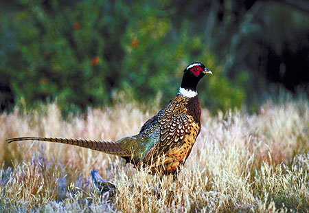 Miles City Recreation wildlife recreation